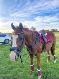 Nothing better than red to complement a chestnut!