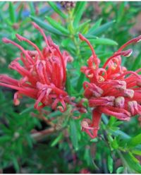 Grevillea juniperina New Blood