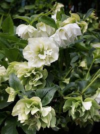 Helleborus orientalis 'Wedding Bells' - Buy Online at Annie's Annuals