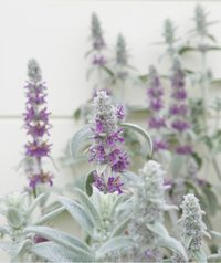 Lamb’s Ear (Stachys byzantina) | Two experts share their favorite drought-tolerant plants that will make your life easier (and help you save water)!