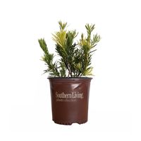 Arrives by Sat, May 6 Buy Roman Candle Podocarpus (2 Gallon) Variegated Evergreen Shrub with White and Green Foliage - Full Sun to Part Shade Live Outdoor Plant - Southern Living Plant Collection at Walmart.com