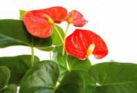 The Anthurium includes nearly 1,000 flowering plant species. This appealing houseplant, that’s also called the laceleaf , the flamingo flower and the tailflower has earned…