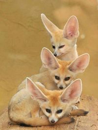 Fennec foxes . These are really beautiful to see,.They live in hot desert regions . And their large ears allow protection against high temperatures . Source : not known .