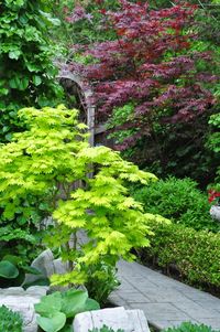 Much of what I know about Japanese Maples comes from simple observation. They are relatively slow growing. The little green leaf...