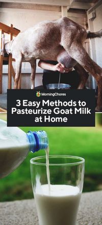 3 Easy Methods to Pasteurize Goat Milk at Home