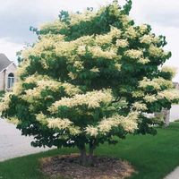 Japanese Lilac Tree - Direct Gardening