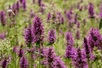 Betony: how to grow & use Stachys officinalis - Plantura