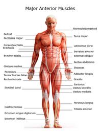 Major Muscles on the Front of the Body