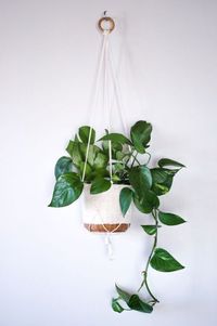 The Best Indoor Plants for Clean Air And Low Light Settings + 15 Planter Ideas