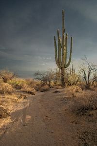 230 Year old Saguaro - did you know that Saguaros only grow in the Sonoran Desert?  #Arizona  #Saguaros