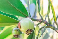 Clusia rosea (Autograph Tree)