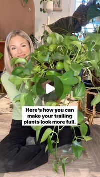 Dana Carpenter | Houseplant care on Instagram: "Trailing plants looking a bit scraggly?? Read this 👇👇

This solution is simple and better yet, you probably have the only thing you need already: bobby pins or hair pins!

Instead of letting this long vine hang making the plant seem imbalanced, I’m going to wrap it around itself to create a more full look on top.

I’m using bobby pins to secure the nodes into the soil. If you’re not sure what a node is, it’s this little bump. and this is where the plant will form new roots and grow leaves. 

I’m making sure the nodes are covered in soil and watering and fertilizing is as usual. 

Make sure to save this post to try with your trailing plants!

#beginnerhouseplants #houseplantcare #houseplanttips
#planttips
#iplanteven
#plantbeginner
#planthac