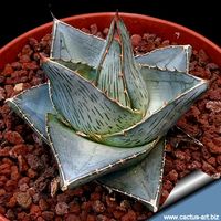 'Agave Pumila"