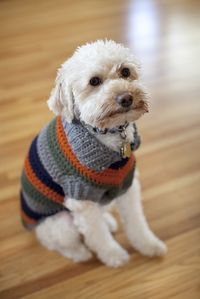 A bright and bold fun striped dog coat: free crochet pattern