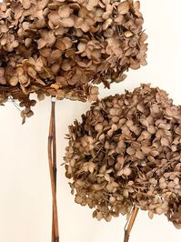 LARGE Head - Preserved Hydrangeas in Dark CHOCOLATE | Dried Flowers Floral Design | Natural Arrangement | DIY Wedding WHAT YOU WILL GET : 1 x Stem of Hydrangeas  SIZE : approx 24-28cms head PLEASE NOTE :  Please expect natural variation as no two stems are the same. Note that as it is a natural product, there may be imperfections or slight differences in colour, size, shape. Texture may vary but ours is top of the range, high quality.  Stem Sizes are approximate and may vary on the above.  Will