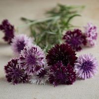 Classic Magic - Centaurea Seed | Johnny's Selected Seeds