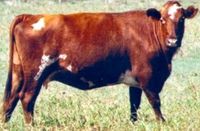 adaptaur cattle, about adaptaur cattle, adaptaur cattle breed info, adaptaur cattle breed facts, adaptaur cattle care, caring adaptaur cattle, adaptaur cattle color, adaptaur cattle characteristics, adaptaur cattle facts, adaptaur cattle for milk, adaptaur cattle for meat, adaptaur cattle history, adaptaur cattle horns, adaptaur cattle info, adaptaur cattle images, adaptaur cattle milk, adaptaur cattle meat, adaptaur cattle origin, adaptaur cattle photos, adaptaur cattle pictures, adaptaur ...