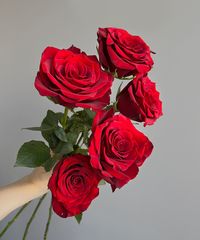 BFMRO03 Red Freedom roses are classic and timeless blooms that are perfect for any occasion, especially those that symbolize love and passion. They are the epitome of romanticism and are an excellent choice for those looking for stunning blooms to add to their floral vision.