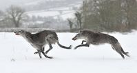 Farlap Bloodhounds: Let it snow, let it snow, let it snow!