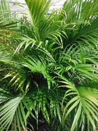 Cat Palm (Chamaedorea Cataractarum) is a small, trunkless palm tree growing to 2m with slender pinnate dark green leaves growing on thin stems that extend straight out of the ground. It has a clumping, bushy habit. In time, it forms a dense thicket of shiny slender leaflets. It produces flowering stems of yellow ball-like blooms.