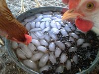 Pour encourager vos poulets à boire par temps chaud remplir un plat avec de l'eau glacée et de vidage en noir graines de tournesol d'huile. Ils boivent comme ils vont pour la semence.