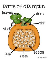 This is a simple pumpkin poster to show any students what the inside of a pumpkin looks like with simple vocabulary to go along with it!