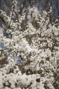 Blackthorn Blossom On The Coast Path #springmood #blossom #springblossom #blackthornblossom #englishcountryside #coastpathwalks #visitdorset