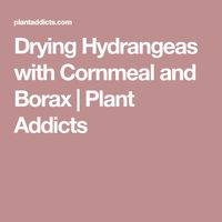 Drying Hydrangeas with Cornmeal and Borax | Plant Addicts