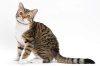 All About the American Wirehair Cat - Catster