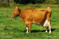 Guernsey Cattle | Here are some examples of my latest work.