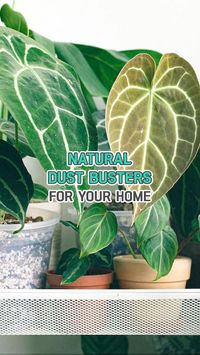 Breathe easy with nature’s best! See how these 3 plants can naturally reduce dust in your home 🌿   #GreenGuru #PlantPowerClean #EcoCleanLiving #DustFreeZone #NatureFresh #HomeOasis #CleanAirPlants