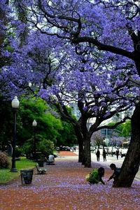 Ciudad de Buenos Aires. These beautiful flowers are all over the city in La Primavera. #jacaranda #scent