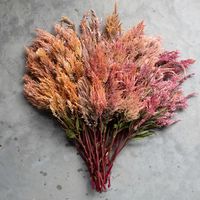 Celosia Rose Gold – Floret Flower Farm