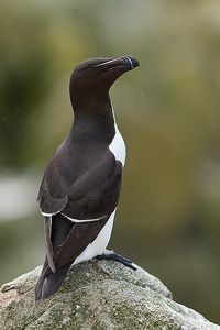 Razorbill (Alca torda islandica) a large Auk that breeds on rocky shores and cliffs of the North Atlantic Coast and Greenland.