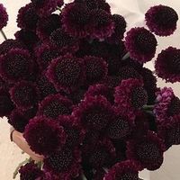 Burgundy Scabiosa Flower | DIY Wedding Flowers | Flower Moxie