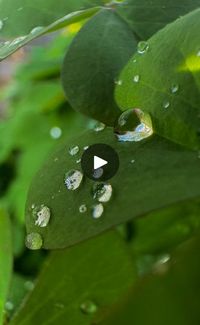 Ontdek de schoonheid in details met iPhone Macro! 🍃 Transformeer je foto's voor je volgende post! ⏰ Sla deze video op en ga naar de link in onze biografie voor alle iPhone fotografie hacks die je NU moet weten! 🔥📱 • • • #iphonefotografienatuur, #fotonatuur, #nederlandsenatuur, #natuurfotograaf, #natuurfotografieinnederland, #iphone_natuur, #iphone_natuurfotografie, #natuurliefhebbersnederland, #iphonefotografienatuur, #fotografienvannatuur, #natuurfotografienederland, #natuurfotografienederland, #natuurfotovandedag, #natuurfotografievaniphone | Fotografie met iPhone | Fotografie met iPhone · Original audio