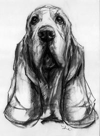 Dogs in Art at the StockBridge Gallery -  Basset Hound Charcoal Drawing by Justine Osborne, Not for sale (http://www.dogsinart.com/basset-hound-charcoal-drawing-by-justine-osborne/)