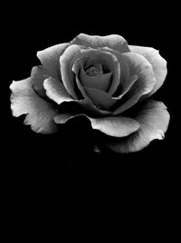 Black and white rose