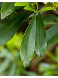 Ilex cassine (Dahoon) | Native Plants of North America