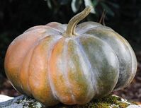 Fairytale is a traditional pumpkin variety from the south of France. This gorgeous, big flat fruit is heavily ribbed and looks similar to large wheels of cheese. This pumpkin averages 20 lbs. and ripens to a rich brown when fully ripe. The deep orange flesh is very fine grained, one of the best for baking! 8 Seeds