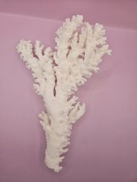 Coastal Styles never go out of season, and even if you don't live by the shoreline- you can display simple small elements of its beauty in any home style. Beautiful, Vintage Natural Branch Coral. Perfect for displaying in your home, or using for your own sea inspired arts and crafts. It would make a lovely addition to a centerpiece, or simply as an accent piece on mantles, bookcases, or office area. Featuring this selection of Beautiful Authentic Vintage Branch coral. The scientific name for bra