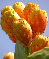 opuntia (prickly pear cactus) fruit, photo by jenvanw