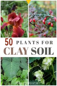 Got clay soil? These flowering perennials, shrubs, and trees grow in clay soil. #gardentips #plantlist #claysoil #empressofdirt