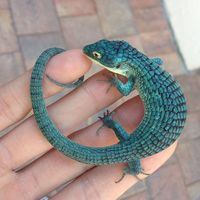 What a beautiful little guy! #pets #lizards #reptiles