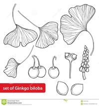 El Vector Fijó Con El árbol Del Biloba Del Gingko O Del Ginkgo Del Esquema Hoja, Fruta Y Flor Aisladas En El Fondo Blanco Ilustración del Vector - Ilustración de adornado, hierbas: 97047248