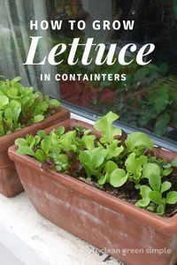 Eating your greens doesn’t have to mean breaking the bank. Let us show you how to grow lettuce and greens in pots or containers on your own patio, balcony, or window ledge using these 8 simple tricks.