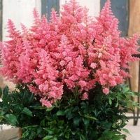 Country and Western Astilbe