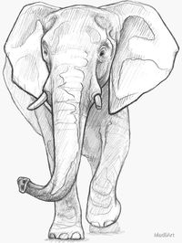 "African Elephant - Art Illustration - Monochromatic Pencil Line Sketch - Drawing by MadliArt" Sticker by MadliArt | Redbubble