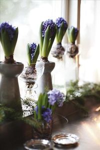 If I had but two loaves of bread, I would sell one and buy Hyacinths, for they would feed my soul.