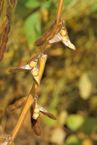 Wiki: Soybean / Glycine Max / Soya Bean ▪︎Legume family Fabaceae ▪︎Native to E Asia ★Non-Fermented food: ▪︎Soy Milk (used to make tofu & tofu skin) ▪Soybean Oil ★Soybean products: ▪︎TVP Textured Vegetable Protein (meat / dairy substitutes) ★Fermented soy foods: ▪︎Tempeh ▪︎Soy Sauce ▪︎Nattō ▪︎Fermented Bean Paste ★Fat-free (defatted) Soybean Meal (significant / cheap source of protein): ▪︎animal feeds ▪︎packaged meals ★Grown ▪︎US 32% ▪︎Brazil 31% ▪︎Argentina 18%. - Wikipedia